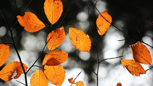Herbst. Krank. Was darf der Chef?