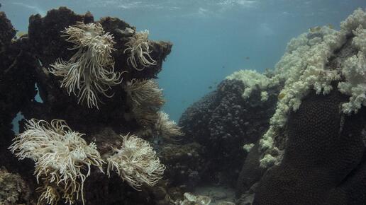 Korallenbleiche und Wetterextreme: Klimaforscher Latif warnt vor Folgen der Meereserwärmung