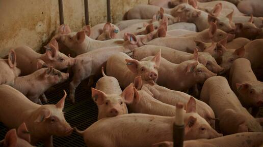 "Horror-Hof": In Spanien gibt es einen neuen Skandal in der Schweinehaltung