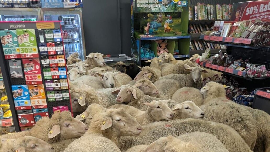 50 Schafe stürmten Penny-Filiale: Verirrte Herde wird zum Marketing-Hit für Supermarkt