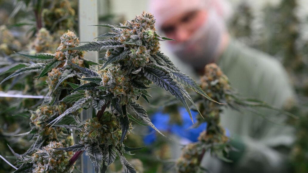 BGH setzt Grenzen für Online-Werbung: Cannabis-Angebote unzulässig, Telemedizin-Fall offen