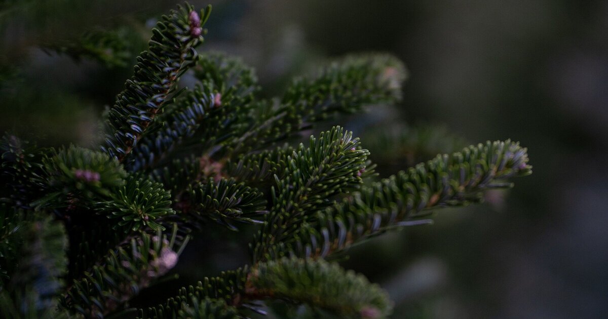 O Tannenbaum! Warum die Zeit reif ist für Nachhaltigkeit